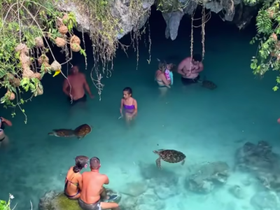 Sea turtles & Indian ocean marine creatures