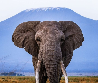 Elephants