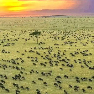 Top 5 short Kenya safaris