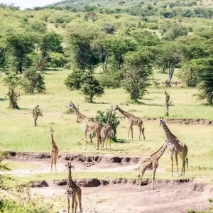 Top 5 short Kenya safaris