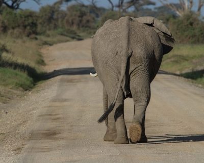 African bush elephants on game drives at Queen Elizabeth park, Uganda, Africa Queen Elizabeth safari park