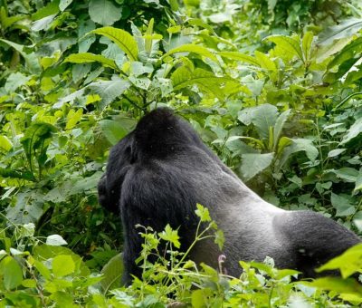 Mountain Gorilla trekking experiences 3 days wildlife safari itinerary