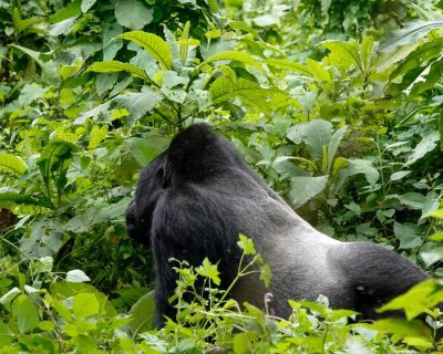 Gorilla trekking in Uganda...