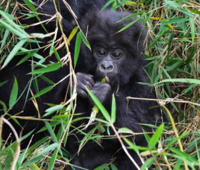 baby gorilla.. Close up of wild baby mountain gorilla in Uganda looking at the camera while eating
