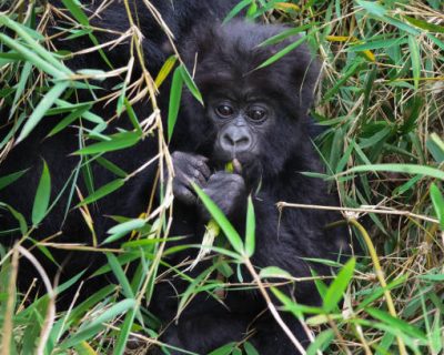 Close up of wild baby mountain gorilla in Rwanda looking at the camera while eating gorilla families
