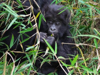 baby gorilla.. Close up of wild baby mountain gorilla in Uganda looking at the camera while eating