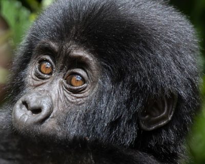 baby-gorilla Best gorilla trekking safari packages