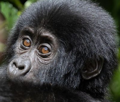 baby-gorilla Gorilla trekking from Scandinavia to Uganda/ Rwanda