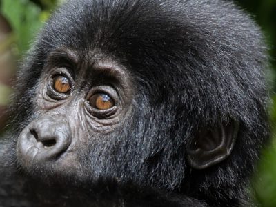 baby-gorilla baby-gorilla