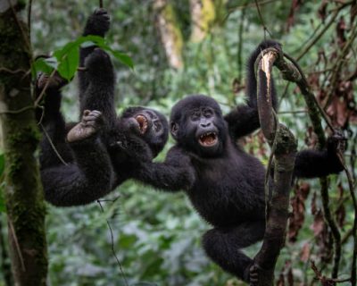 A pair of young mountain gorillas (Gorilla beringei beringei) playing around while hanging from a tree in Uganda's Bwindi Impenetrable Forest