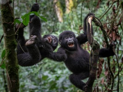 A pair of young mountain gorillas (Gorilla beringei beringei) playing around while hanging from a tree in Uganda's Bwindi Impenetrable Forest