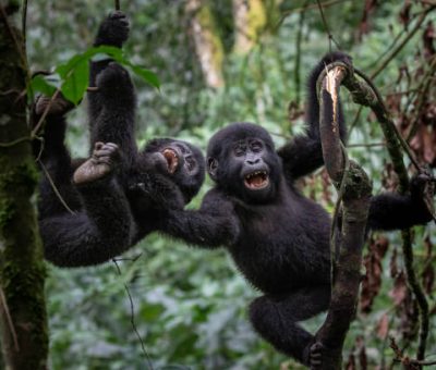 A pair of young mountain gorillas (Gorilla beringei beringei) playing around while hanging from a tree in Uganda's Bwindi Impenetrable Forest