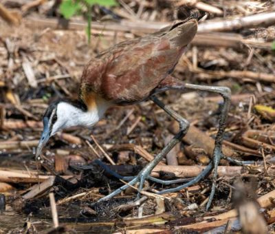 Long toed lapwing in the wetland of the white nile river in Uganda