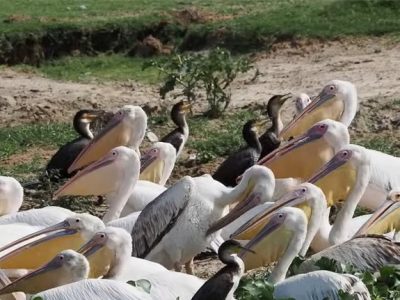 Pelicans birds