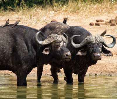 Buffaloes Buffaloes