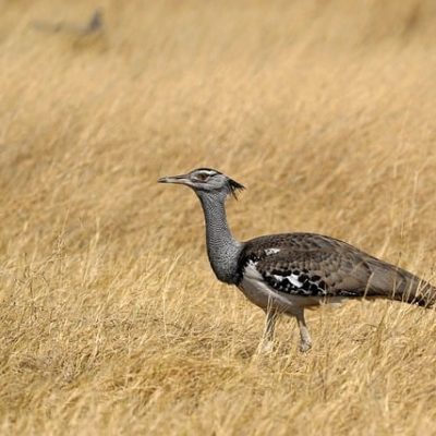 bustard- bird