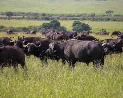 cape-buffaloes Kibale forest chimpanzee tracking safari