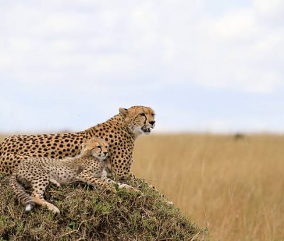 Cheetahs o wildlife photography in Maasai Mara