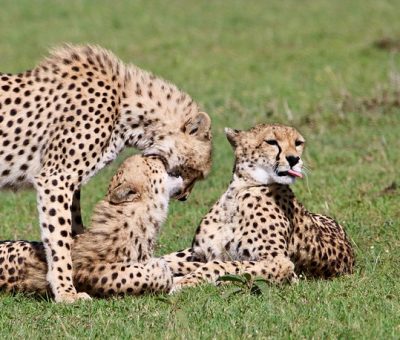 cheetahs