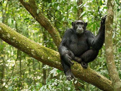 Chimpanzee tracking in Uganda