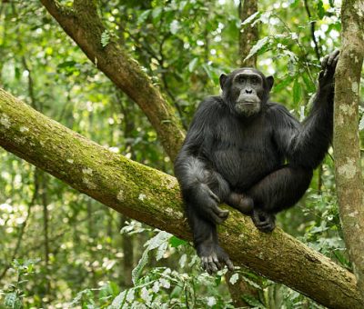 "Chimpanzee from Kibale Forest national Park, Uganda"