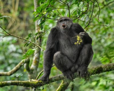 chimpanzee tracking Chimpanzee trekking in Rwanda
