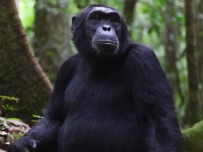 Top affordable wildlife tours & safari holidays