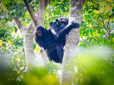 Chimpanzees in Nyungwe Forest National Park