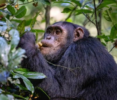 Adult chimpanzee, pan troglodytes, eats fruit in the rainforest of Kibale National Park, western Uganda. The park conservation programme means that some troupes are habituated for human contact. Best gorilla trekking safari packages