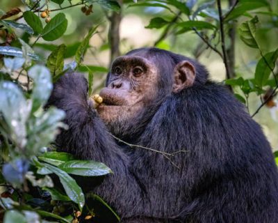 Adult chimpanzee, pan troglodytes, eats fruit in the rainforest of Kibale National Park, western Uganda. The park conservation programme means that some troupes are habituated for human contact.