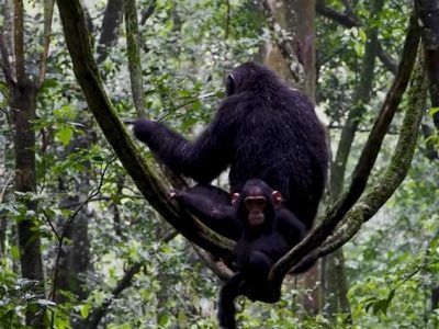 Chimpanzee trekking