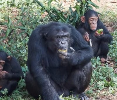 chimpanzees at Ngamba Island chimpanzee sanctuary