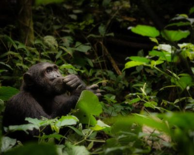 A chimpanzee sitting alone in a forest looking up at the sky in a human-like pose, catchlight in his eyes. Ol Pejeta conservancy sanctuary