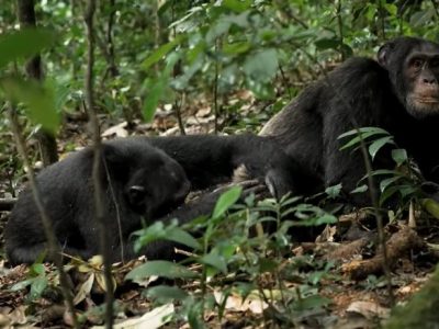 chimpanzees socializing in their family group Chimpanzee trekking in Rwanda
