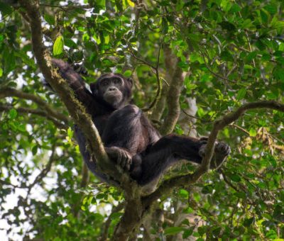 chimpanzee tracking in Kibale Forest, Uganda