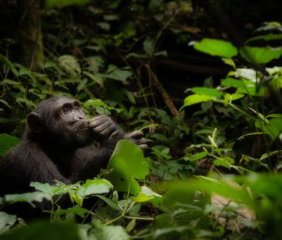 A chimpanzee sitting alone in a forest looking up at the sky in a human-like pose, catchlight in his eyes. 5 days safari itineraries