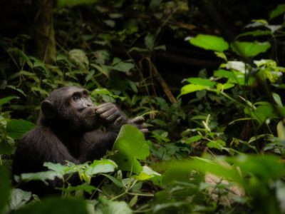 Chimps in Nyungwe forest on Rwanda Gorilla trekking & wild safari