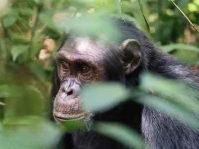 chimpanzees on gorilla trekking safari in Uganda