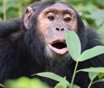 chimpanzee tracking safaris