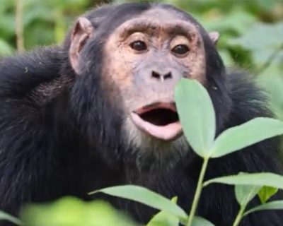 Chimpanzee tracking in Uganda