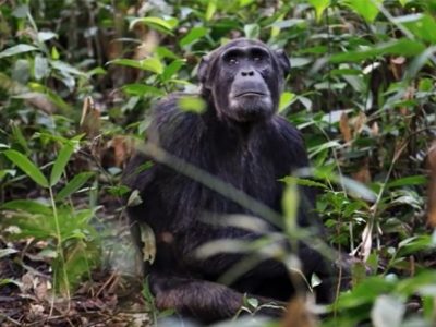 Chimpanzee tracking in Uganda's Kibale forest national park