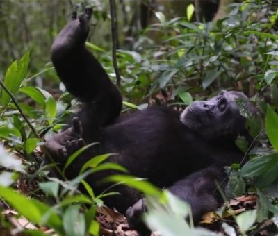 chimp tracking