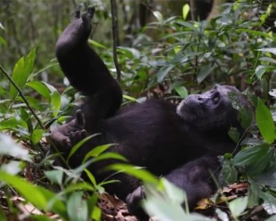 A chimpanzee viewed resting on ground in its natural habitat