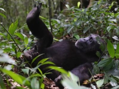 Chimpanzee tracking in Uganda’s Kibale forest national park Uganda gorilla trekking & wildlife safaris