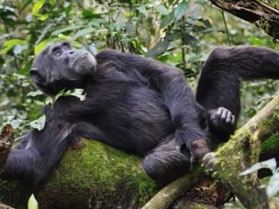 chimpanzee tracking in Uganda