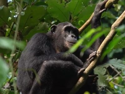 chimpanzee tracking safaris