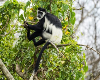 Black-and-white colobus  in Murchison Falls National Park, Uganda