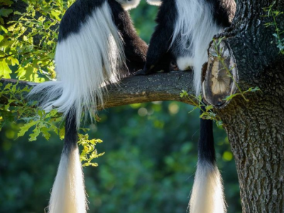 Colobus monkeys at chimpanzee tracking safari in Uganda