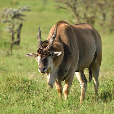 common-eland