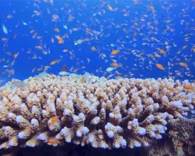 coral ardens